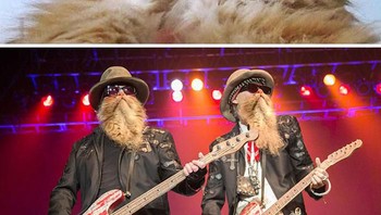 Jenggot kucing. (Foto: Boredpanda)