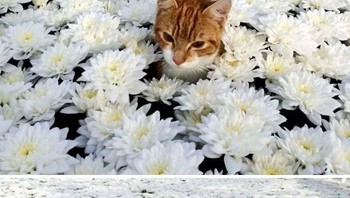 Si kucing yang berubah jadi ular. (Foto: Boredpanda)