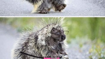 Si landak yang sudah berusia renta. (Foto: Boredpanda)