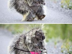 Duel Photoshop Ini Hasilkan Gambar-gambar Kocak!