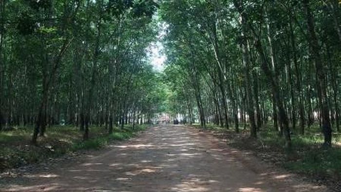 Hutan Karet/Foto: (arief kas/dtraveler) Hutan Karet/Foto: (arief kas/dtraveler)