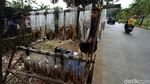 Geliat Penjualan Belut Sawah di Tangerang