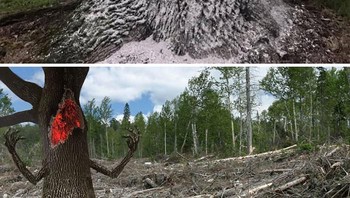 Pohon yang tersambar petir, seolah sedang marah-marah. (Foto: Boredpanda)