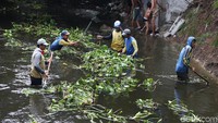 Eceng gondok itu harus dibersihkan karena tumbuh sangat subur di sungai tersebut.