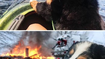 Lirikan anjing yang licik. (Foto: Boredpanda)