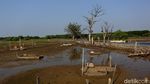 Cerita Satu Dekade Kampung Beting Pasca Abrasi di Ujung Bekasi