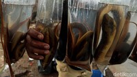 Belut sawah tersebut dimasukkan ke dalam kantong plastik berisi air dan kemudian digantung pada kayu untuk dipasarkan.