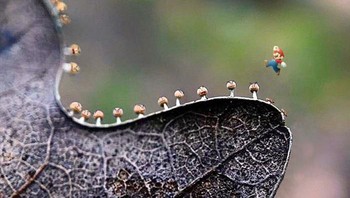 Foto micro jamur, yang disulap ada mario bros seolah sedang bermain. (Foto: Boredpanda)