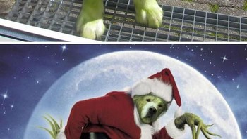 Si anjing Golden Retriever berubah menjadi karakter Grinch. (Foto: Boredpanda)