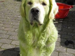 Duel Photoshop Ini Hasilkan Gambar-gambar Kocak!