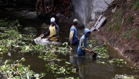 Eceng gondok dibersihkan untuk mengantisipasi pendangkalan sungai.
