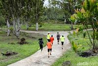 Yang Baru di Banyuwangi, Lomba Lari Berkeliling Kebun Kopi
