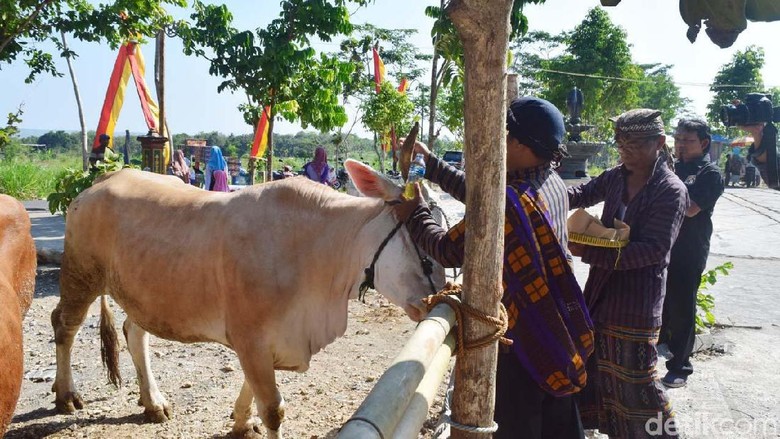 Gumbregan di Gunungkidul, Sapi Diberi Makan Ketupat Gumbregan di Gunungkidul, Sapi Diberi Makan Ketupat