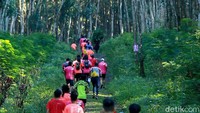 Banyuwangi kembali menggelar event sports tourism bagi pelajar. Mereka akan berlari menyusuri kawasan Gombengsari yang terkenal dengan perkebunan kopinya.  (Ardian Fanani/detikcom)