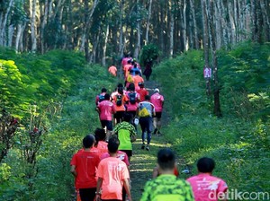 Yang Baru di Banyuwangi, Lomba Lari Berkeliling Kebun Kopi