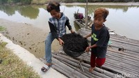 Warga, dari orang tua hingga anak-anak mengumpulkan rumput laut untuk dijual kembali.