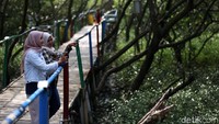 Untuk masuk kawasan ini pengunjung dikenakan biaya Rp 5.000.