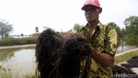Beragam khasiat yang dimiliki oleh rumput laut membuat tumbuhan ini memiliki banyak dicari oleh masyarakat. Tak hanya untuk dikonsumsi pribadi tetapi juga diolah menjadi berbagai makanan olahan lainnya.