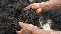 Proses menjemur rumput laut ini biasanya membutuhkan waktu selama 2 hari hingga rumput laut tersebut mengering.
