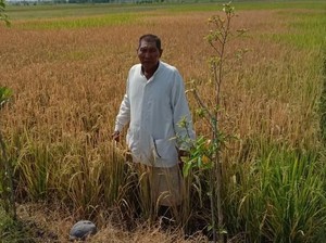 Padi Siap Panen di Lamongan Mengering Disemprot Obat Rumput, Ulah Siapa?