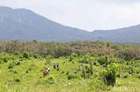 Yang Baru di Banyuwangi, Lomba Lari Berkeliling Kebun Kopi