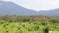 Desa Gombengsari adalah desa yang kaya akan potensi perkebunan dan hutan. Seperti kopi, coklat, cengkeh dan aneka buah, berbagai tanaman kayu hingga potensi peternakan kambing etawa. (Ardian Fanani/detikcom)