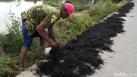 Warga Desa Pantai Mekar, Muara Gembong, Kabupaten Bekasi, Jawa Barat, sedang menjemur rumput laut di pinggir jalan.