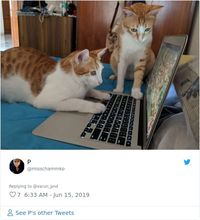 Viral, Wajah Kocak Menteri Pakistan Jadi 'Kucing' saat Konferensi Pers