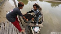 Kondisi wilayah yang berada di dekat laut membuat banyak warga di Desa Pantai Mekar, Muara Gembong, menggantungkan hidup dari berburu rumput laut.