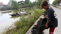 Warga di Desa Pantai Mekar, Muara Gembong, menjual rumput laut hasil tangkapan mereka senilai Rp 3.000 per kilogram.