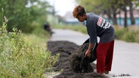 Sebelum dijual, rumput laut tersebut terlebih dahulu dijemur.