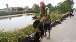 Melihat Aktivitas Warga Muara Gembong Menjemur Rumput Laut