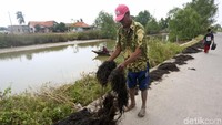 Proses menjemur rumput laut ini juga bergantung pada kondisi cuaca sehari-hari. Jika matahari sedang terik, proses menjemur rumput laut tentunya dapat lebih cepat.