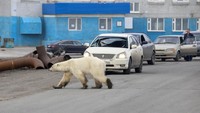 Beruang kutub tersebut nampak kelelahan saat berkeliaran di kawasan tersebut. Zapolyarnaya Pravda/Irina Yarinskaya/Reuters.