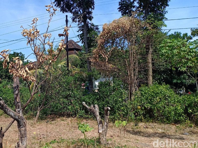 Selain Padi Puso, Kekeringan Magetan Juga Matikan 80 Ribu Pohon Jeruk Selain Padi Puso, Kekeringan Magetan Juga Matikan 80 Ribu Pohon Jeruk