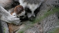 Seekor lemur memeluk bayinya yang baru lahir di Kebun Binatang Bristol, Inggris. Matt Cardy/Getty Images.