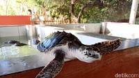 Penangkaran Penyu bisa traveler temui di Tanjung Benoa. Koleksi penyunya mulai dari yang masih kecil hingga berusia 100 tahun. (Aditya Mardiastuti/detikcom)