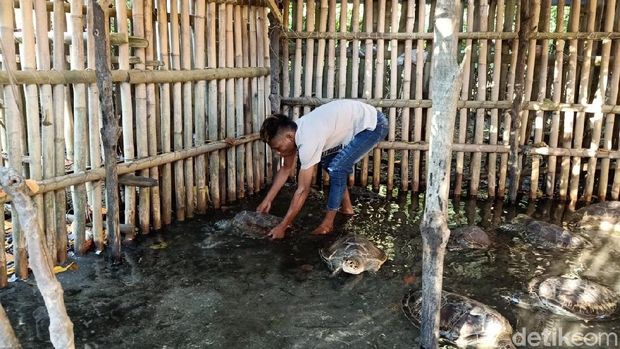 Kondisi penyu-penyu di salah satu pusat konservasi penyu di Tanjung Benoa (Aditya Mardiastuti/detikcom)