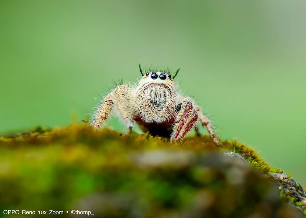 Wow Foto Makro Ular Berbisa Ini Diambil Dari Reno 10x Zoom Foto 5