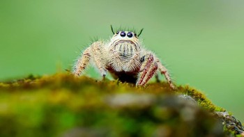 Dia mengatakan menggunakan lensa tambahan untuk memotret objek yang sangat kecil seperti laba-laba ini. Foto: Thomp