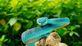 Karenya Thomp merasa terbantu saat memotret menggunakan Reno 10x Zoom. Foto: Thomp