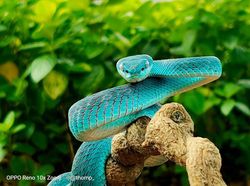 Wow! Foto Makro Ular Berbisa Ini Diambil dari Reno 10x Zoom