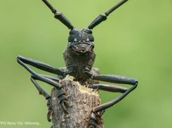 Wow! Foto Makro Ular Berbisa Ini Diambil dari Reno 10x Zoom
