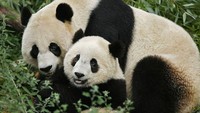 Seekor induk panda memeluk bayinya yang tengah bermain di Taman Zoologi Nasional Smithsonian, Washington D.C, Amerika Serikat. Chip Somodevilla/Getty Images.