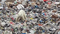 Seekor beruang betina nampak mencari makanan di tumpukan sampah yang berada di kota industri utama Rusia di Norilsk, Siberia Utara, Selasa (18/6/2019) waktu setempat. Yuri Chvanov/Reuters.