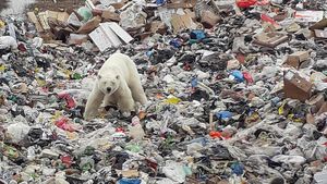 Miris, Beruang Kutub Mengais Sampah Demi Makanan di Siberia