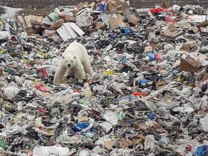 Miris, Beruang Kutub Mengais Sampah Demi Makanan di Siberia