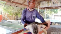 Petugas di penangkaran itu juga mempersilakan pengunjung untuk menyentuh atau mengangkat penyu-penyu itu. Mereka juga mempersilakan penyu itu untuk difoto-foto. Kami sudah ada izinnya, nggak apa-apa, kata petugas bernama Agus ketika ditanya soal pengetahuan tentang prosedur soal penyu tersebut. 