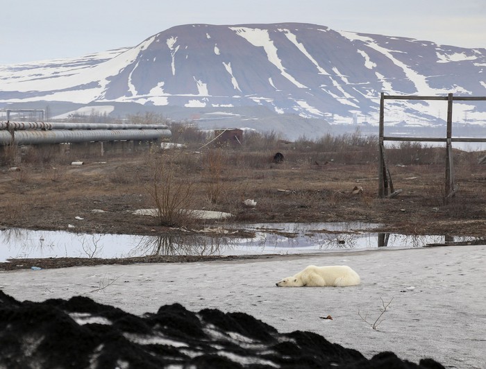 Beruang Kutub Tersesat di Siberia Utara Seekor beruang kutub betina ditemukan tersesat di kawasan industri Norilsk, Siberia Utara. Beruang itu nampak mencari makanan dari tumpukan sampah di sana.