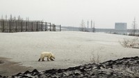 Perubahan iklim disebut menjadi alasan utama beruang kutub tersebut dapat tersesat jauh dari tempat asalnya di kutub utara. Kondisi es yang terus mencair di habitat mereka memaksa beruang-beruang berbulu putih itu mencari makanan hingga jauh dari tempat asal mereka dan membuka kontak dengan manusia. Vyacheslav Yarinskiy/Reuters.